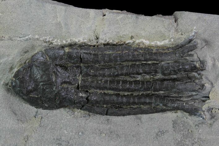 Crinoid (Abrotocrinus) Fossil - Crawfordsville, Indiana #94746